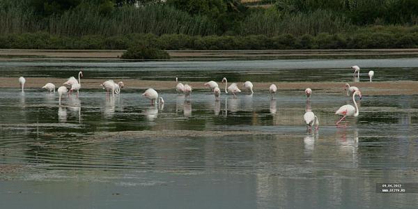 розовые фламинго на озере Кальпе