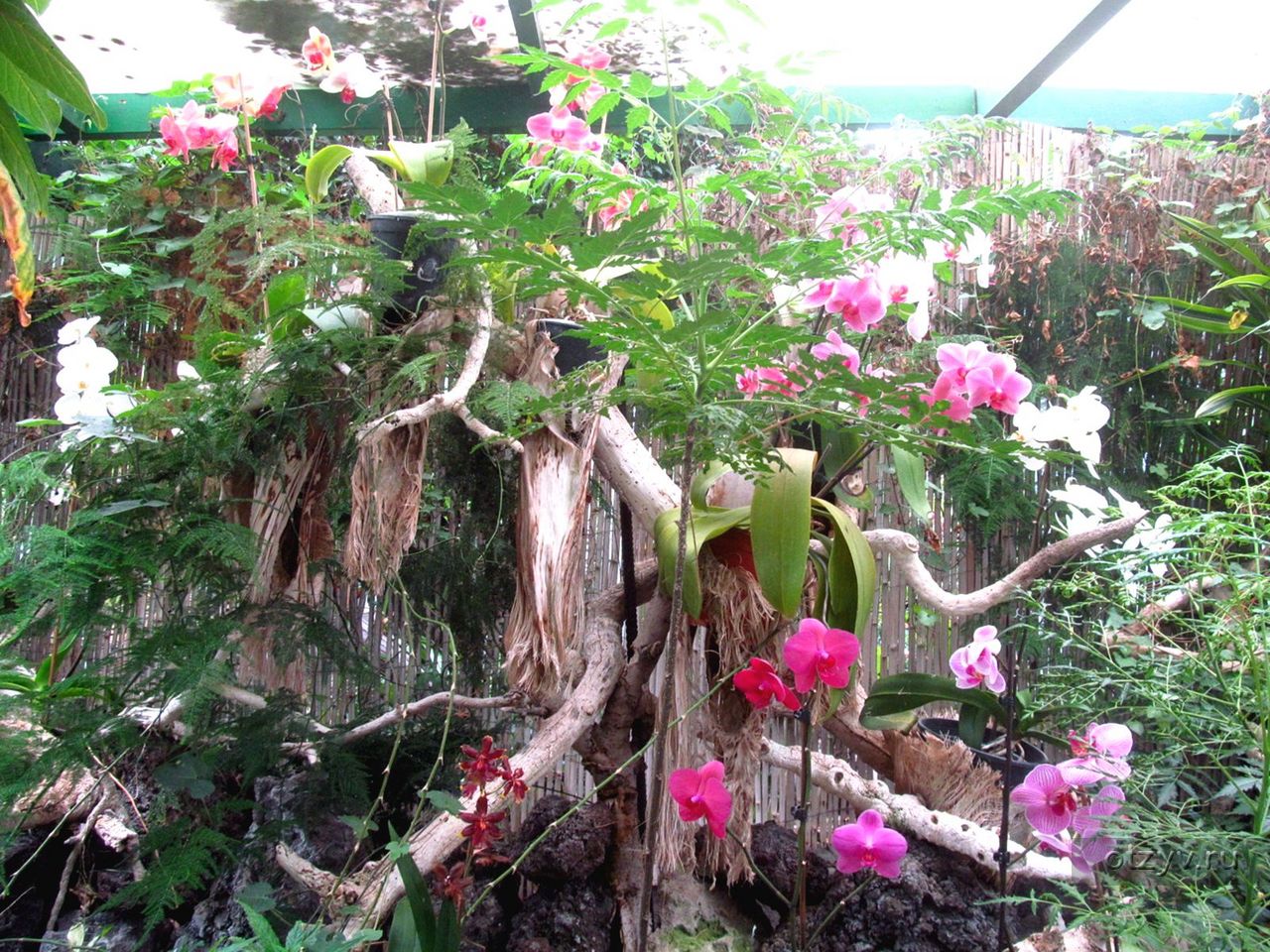 Как в природе растут орхидеи фаленопсис фото