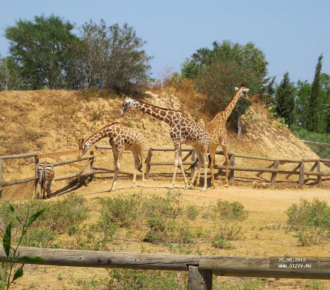 Зоопарк тунис
