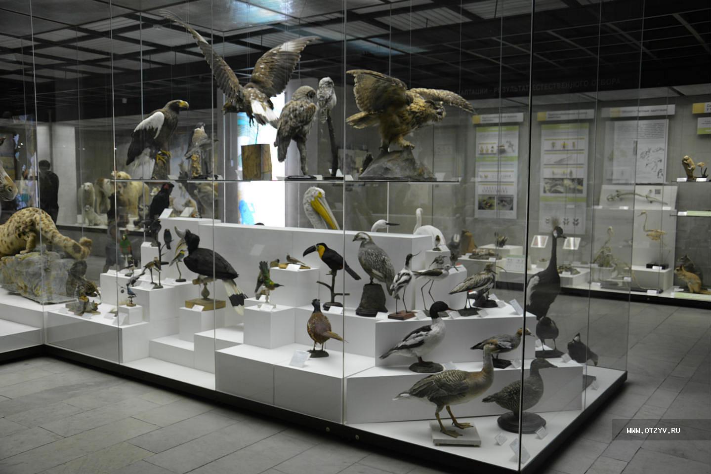 Музей дарвина в москве