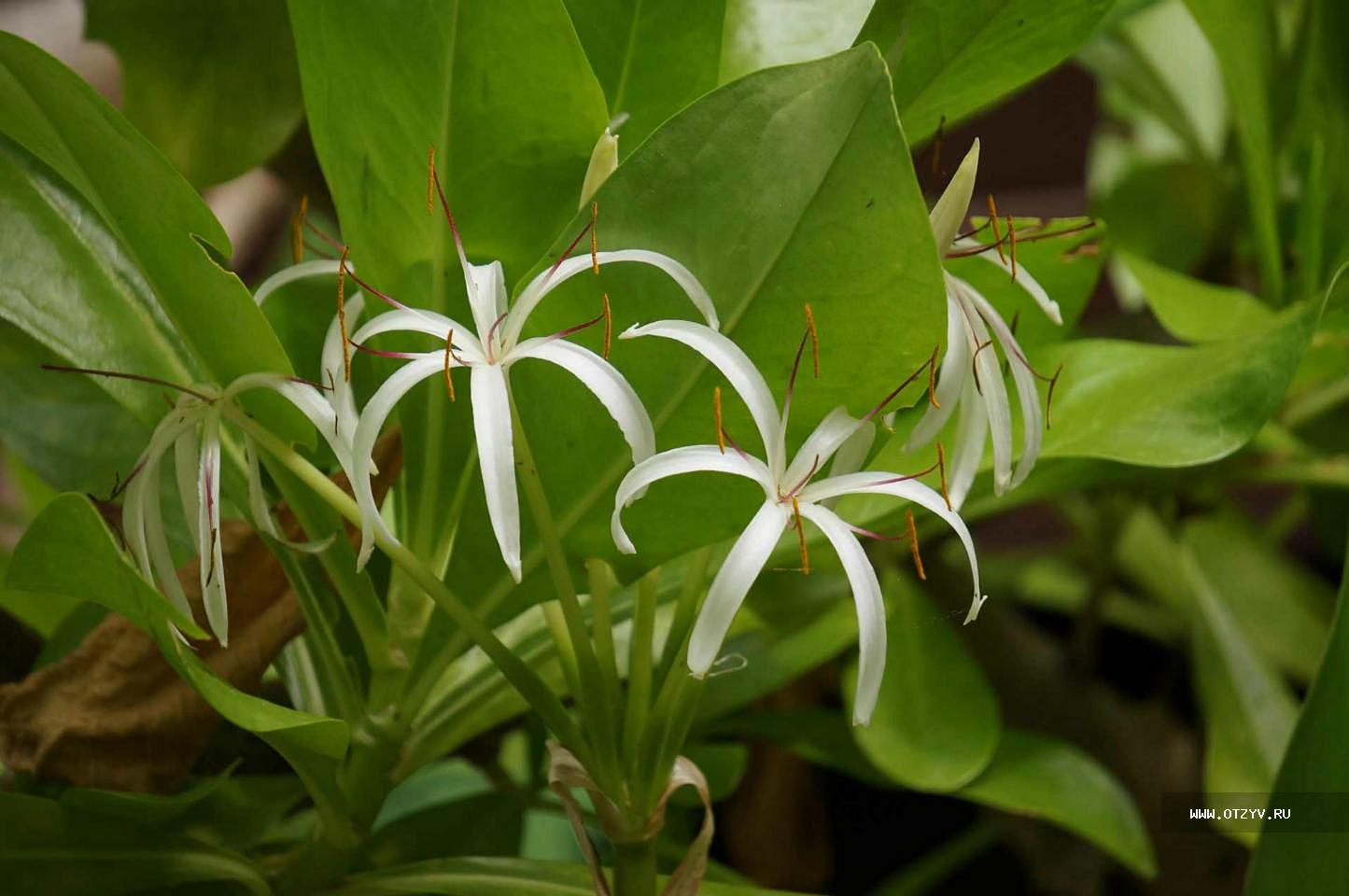 Мальдивские цветы названия