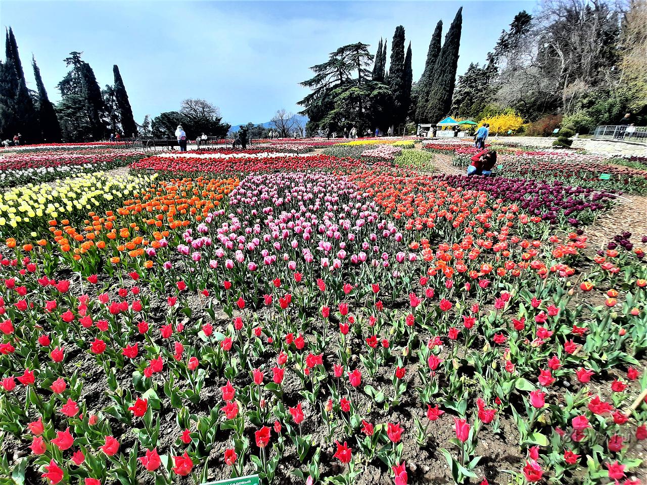 Крым Никитский Ботанический сад хризантемы
