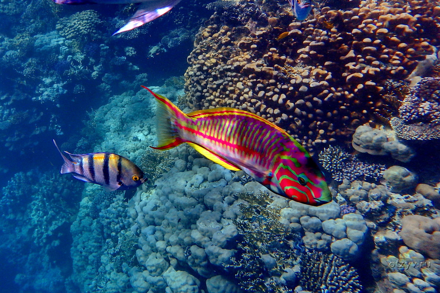 рыбки красного моря шарм эль шейх