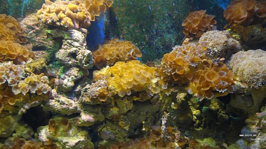 Кораллы в океанариуме.