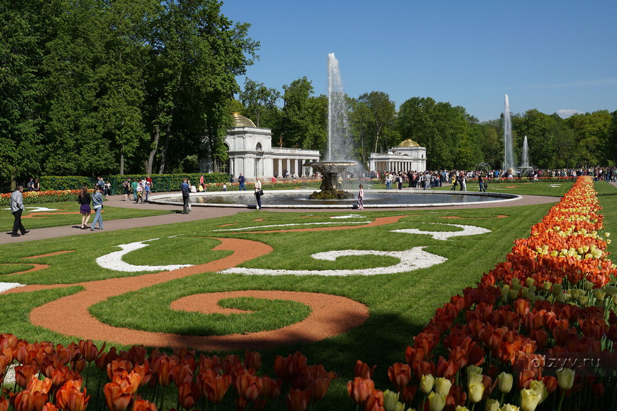 Цветники петербурга фото