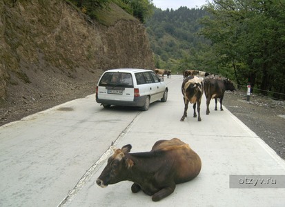 На Кавказе коровы есть везде