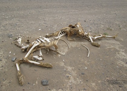 Я проехал мимо скелета верблюда в пустыне