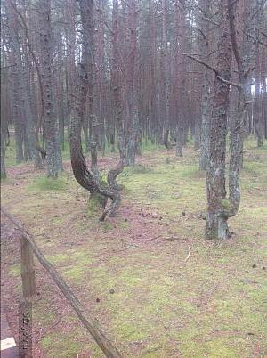 танцующий лес на Куршской косе