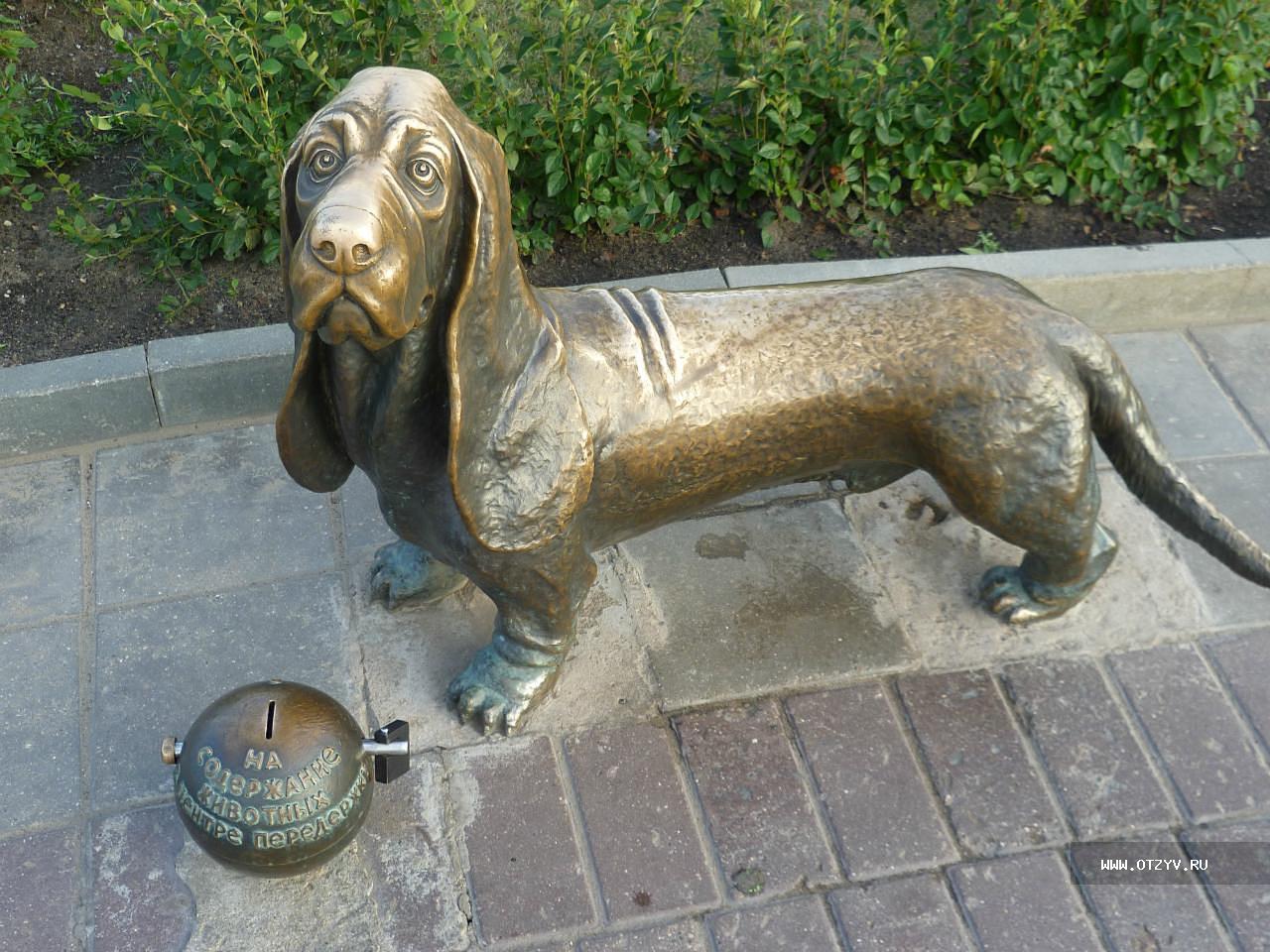 Собака Бобка в Костроме