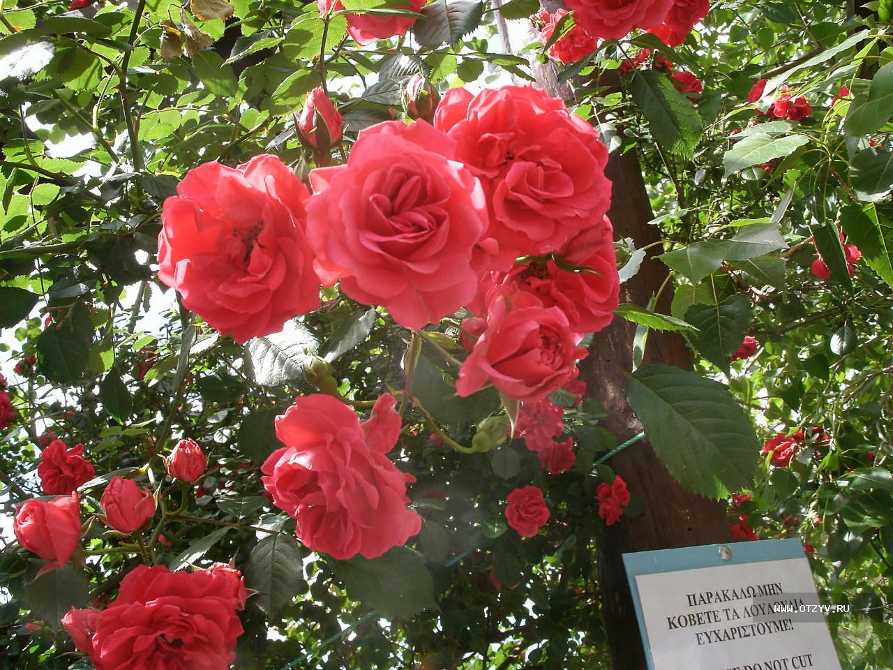 Парковая роза шиповник
