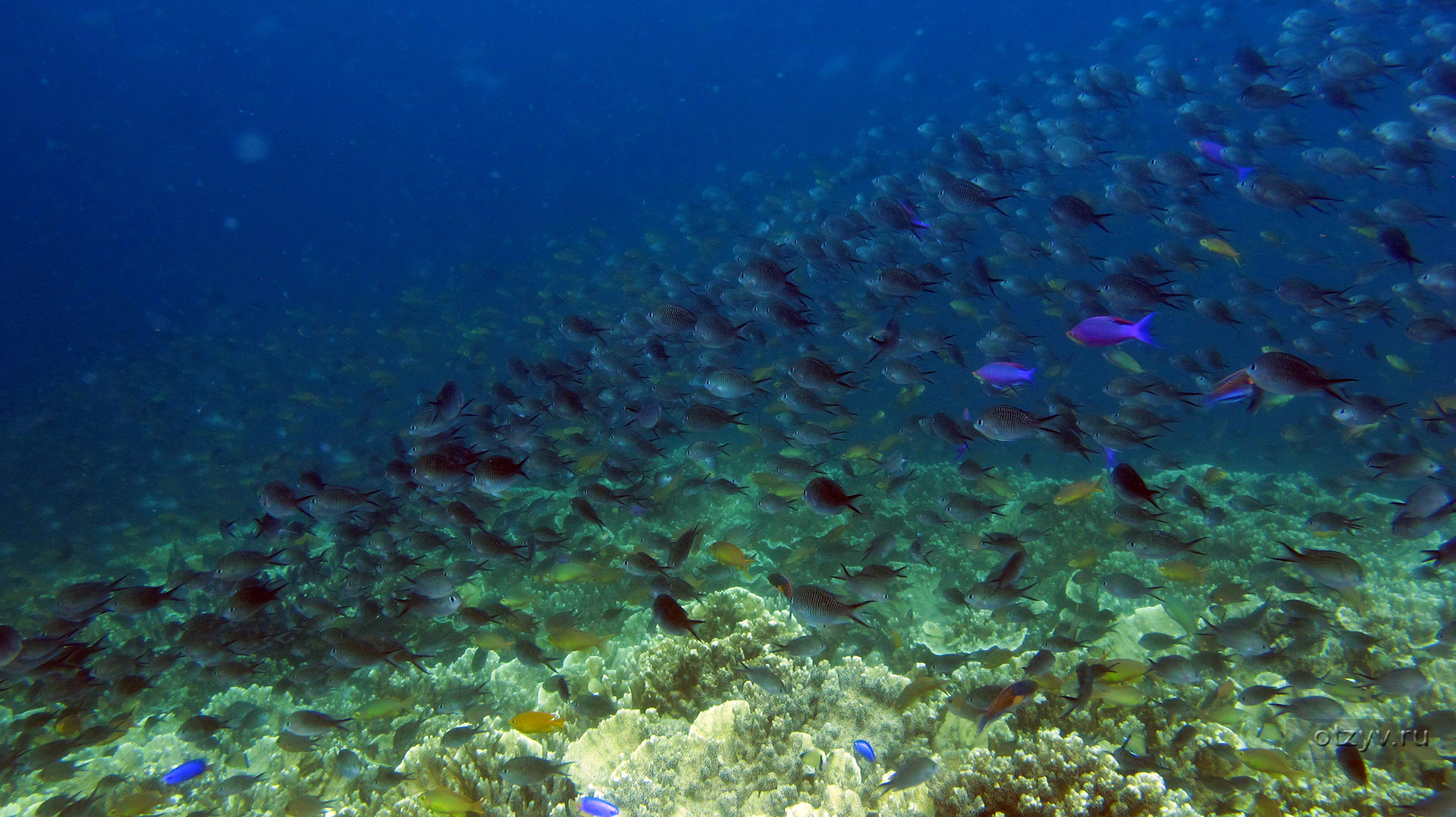 Река в океане 7. Филиппины снорклинг. Снорклинг Сочи черное море. Филиппины дайвинг. Голубая дыра красное море снорклинг.
