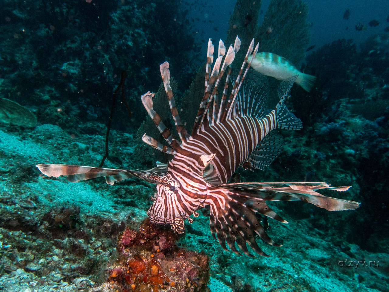 Рыбы андаманского моря фото с названиями