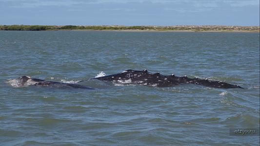 Мексика калифорнийский залив