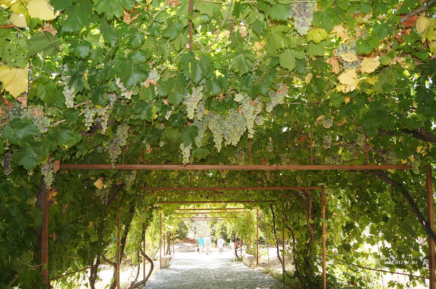 выращивание винограда на арке