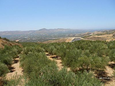 оливковые плантации.