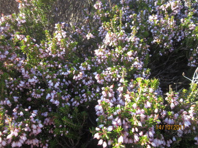 На Крите можно купить вкусный вересковый мед. А как красиво выглядят горы во время цветения вереска........