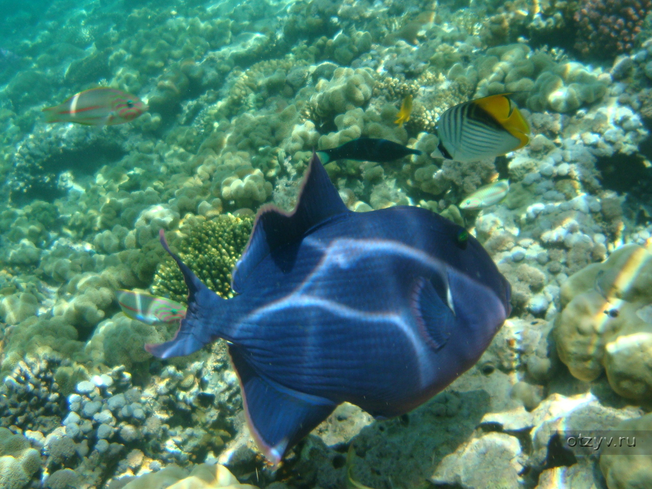 Рыбы в шарм эль шейхе фото и описание