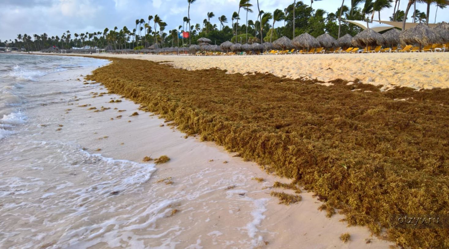 водоросли в доминикане