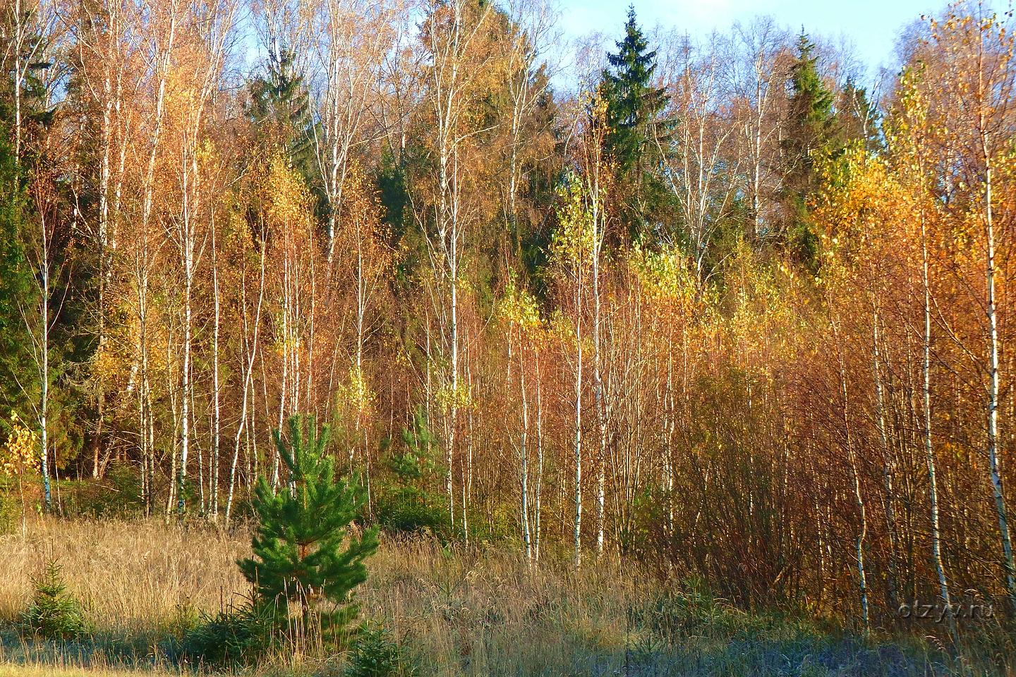 Лес звенел. Лес звенит. Лес звенит что значит.