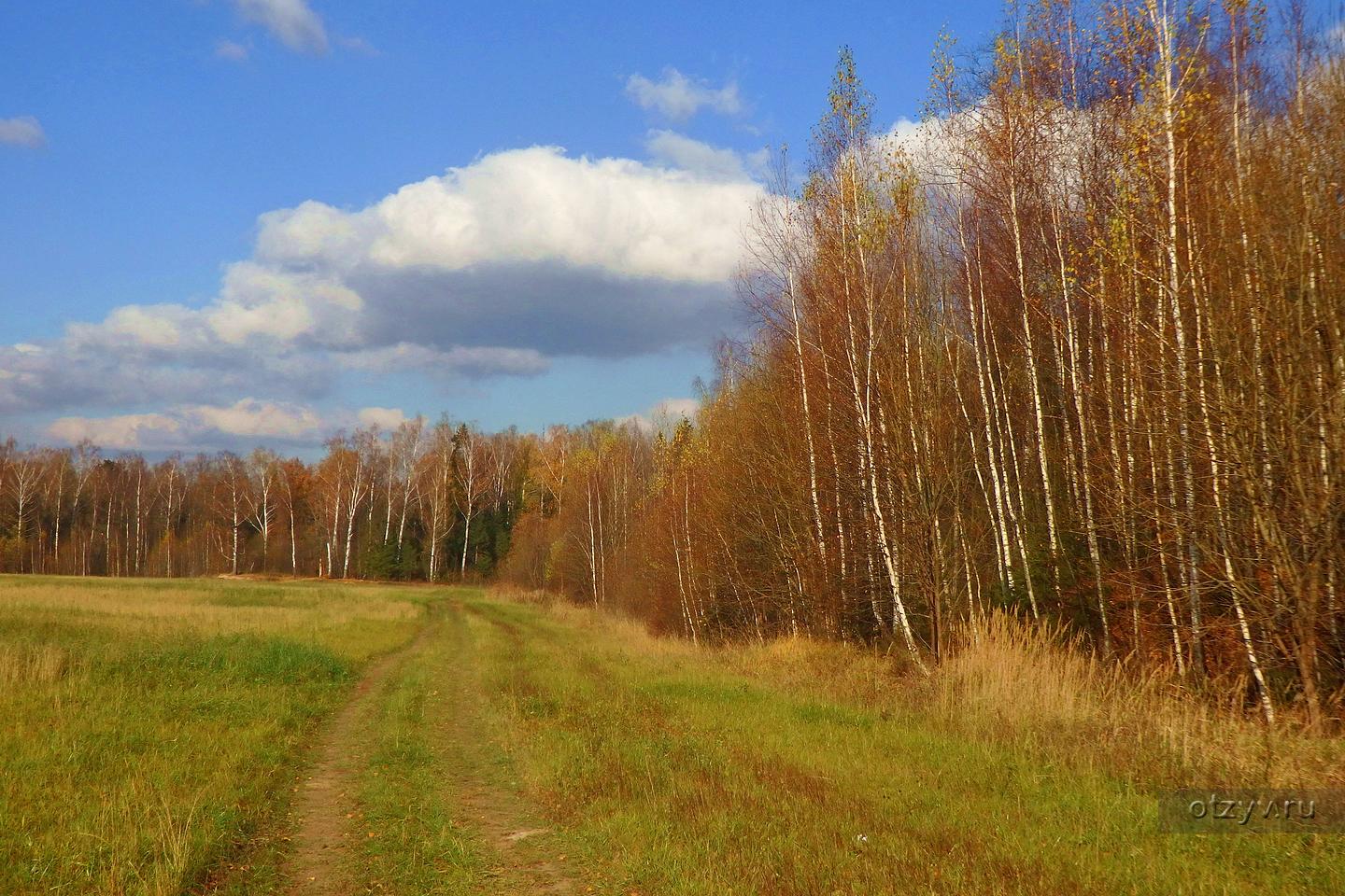 Лес звенел