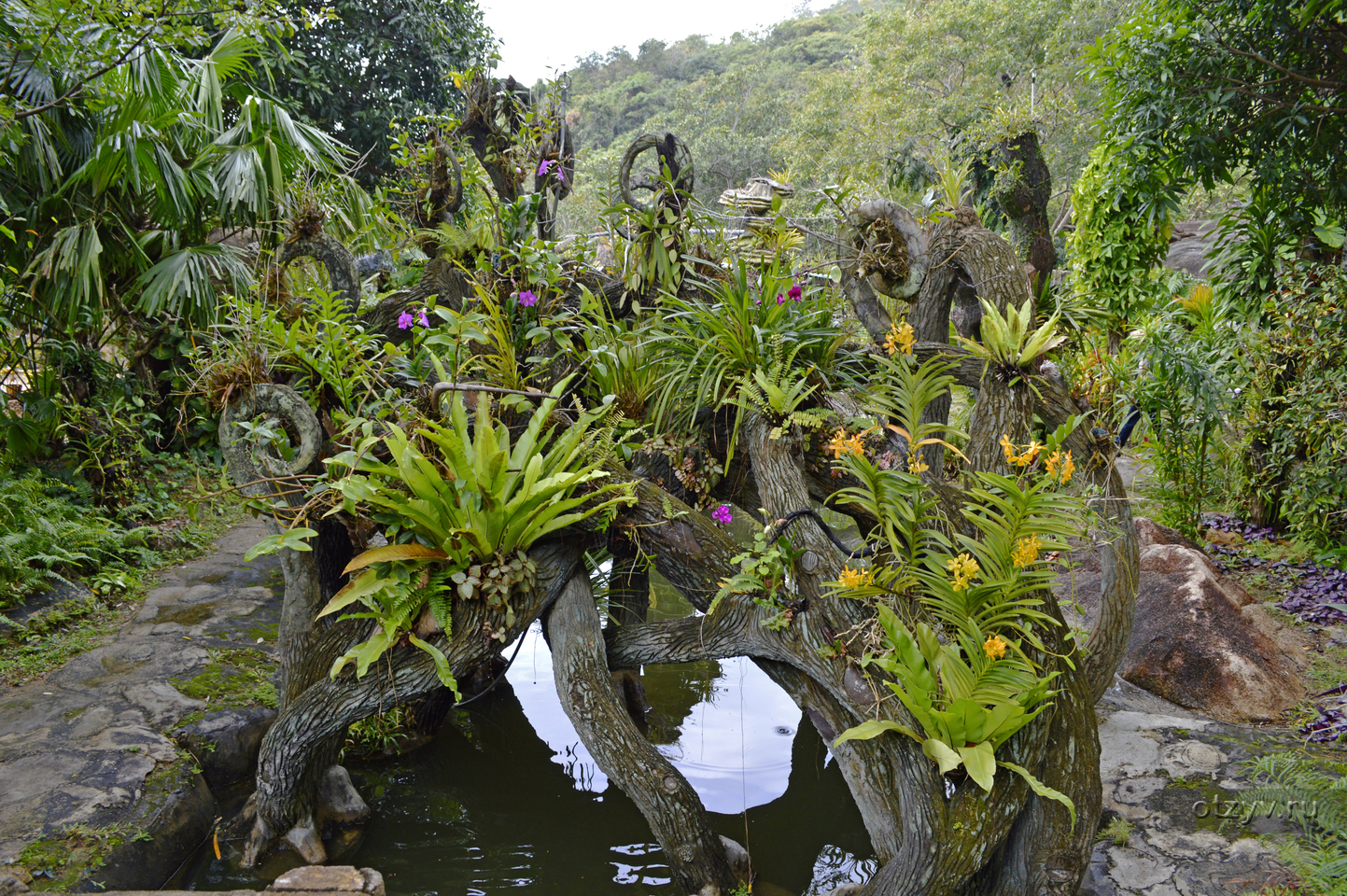 Джун паркер остров орхидей. Остров орхидей Вьетнам. Северные острова Нячанг. Остров орхидей Нячанг. Остров орхидей экскурсия Нячанг.