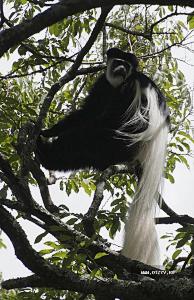 Коллабус - черно-белый мохнатый обезьян, пришел в гости на виллу.
