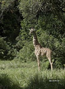 По дороге на Меру было много животных, а этот жираф подошел совсем близко. Когда пешком, это совсем другое ощущение, чем на джипе.