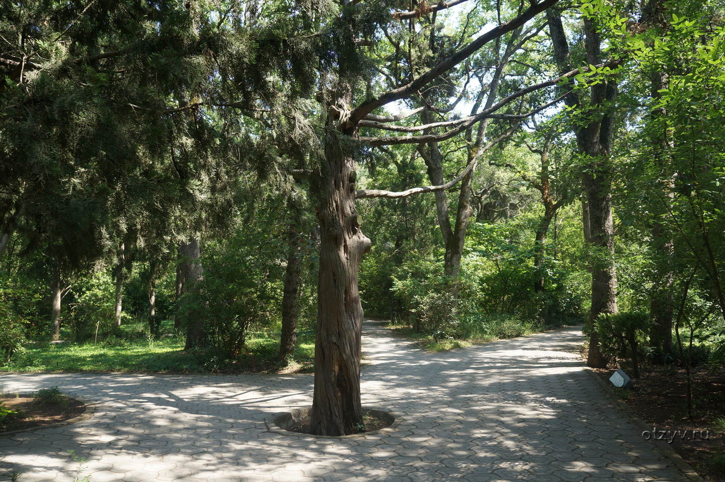 милютинский парк алупка