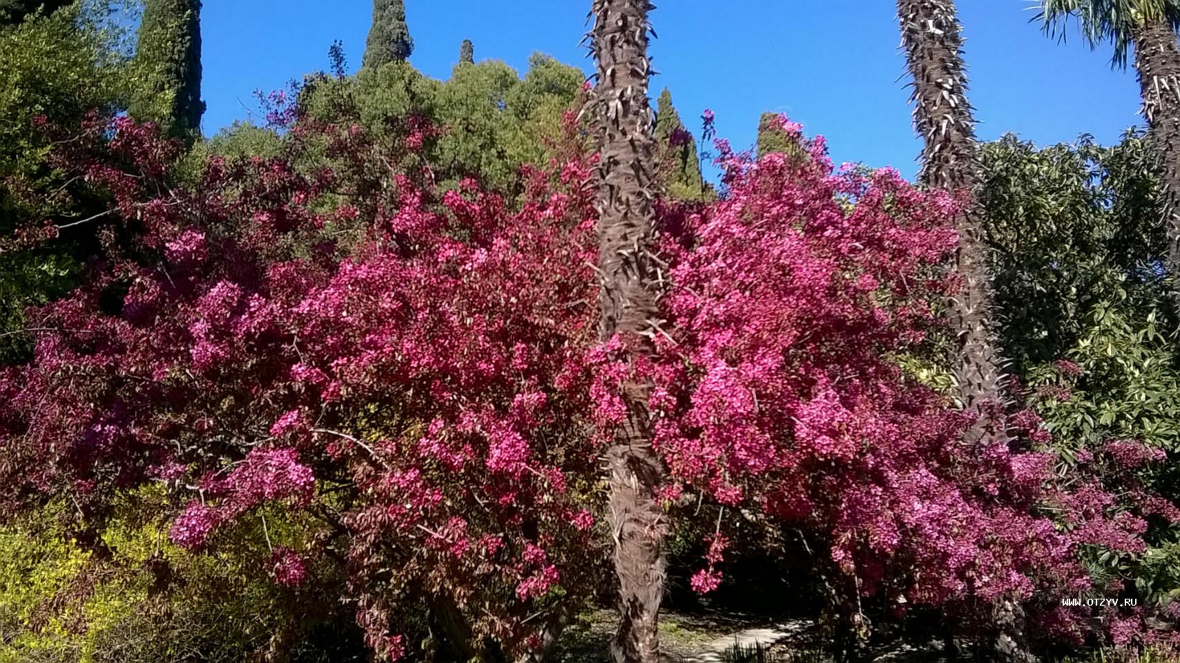 Никитский Ботанический сад в Крыму весной