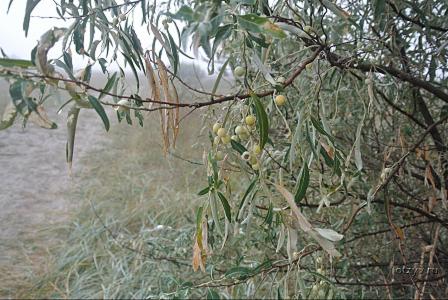 Оливковые деревья на косе