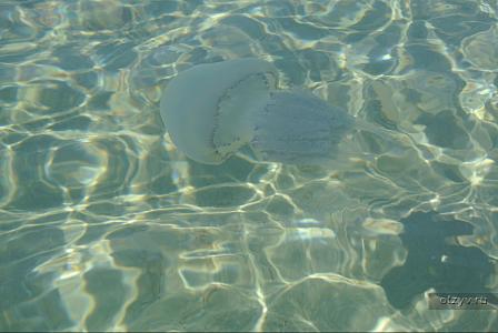 Медуза-корнерот в море. Частый гость