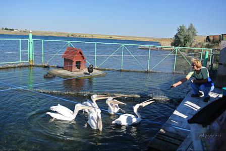 Зона отдыха "Степная гавань" на Донузлаве. Кормление пеликанов.
