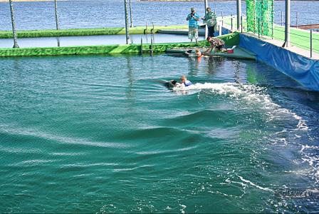 Зона отдыха "Степная гавань" на Донузлаве. Катание на дельфинах, 5 тыс. руб.