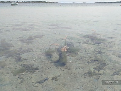 Водоросли на пляже в Вурвуру, штиль. Июнь. В августе все было вычищено. / Ситония, Халкидики, Греция, июнь-август 2017 (Греция)