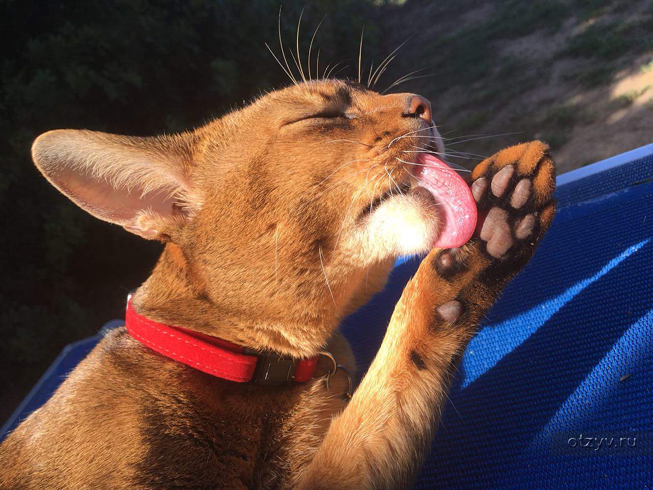 Простоквашино чижиков. Кот фёдор из ростова на дону. К федоров кот. Кот фёдор из ростова. Кошачий по-украински.