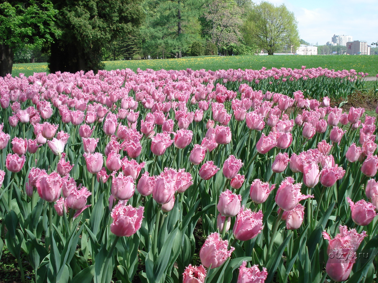 Луковица тюльпанов спб. Saint Petersburg тюльпаны. Тюльпан Санкт-Петербург Tulipa Saint Petersburg. Фестиваль тюльпанов СПБ. Тюльпан сорт Saint Petersburg.