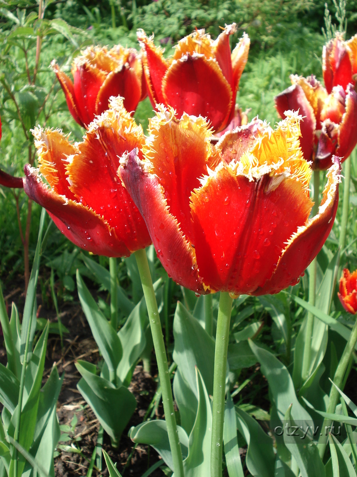 Тюльпан санкт петербург. Tulipa Saint Petersburg. Тюльпаны СПБ. Фестиваль тюльпанов в Санкт-Петербурге. Фестиваль тюльпанов СПБ.