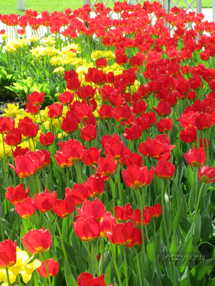 Тюльпан санкт петербург. Tulipa Saint Petersburg. Тюльпаны в Петербурге. Фестиваль тюльпанов СПБ. Тюльпан Санкт Петербург Триумф.