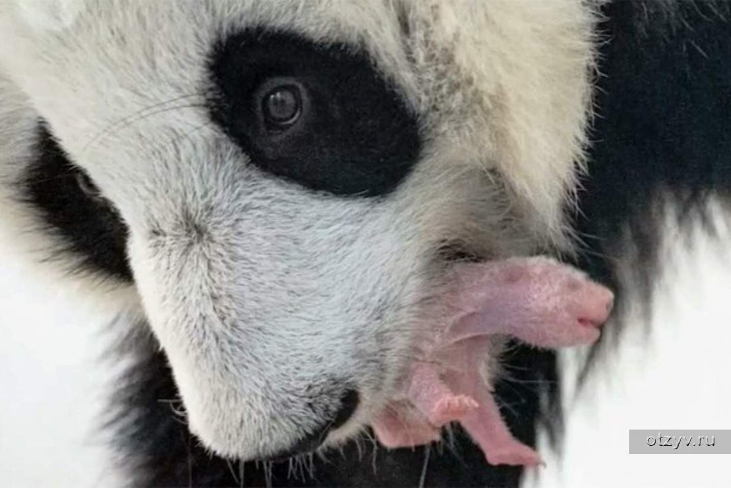 Родившийся детеныш панды