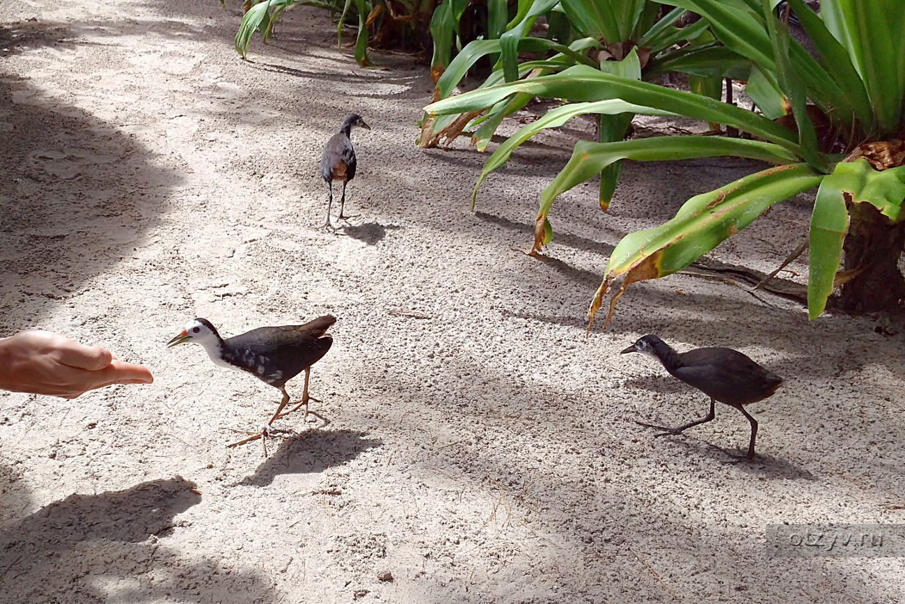 Птицы на Мальдивах