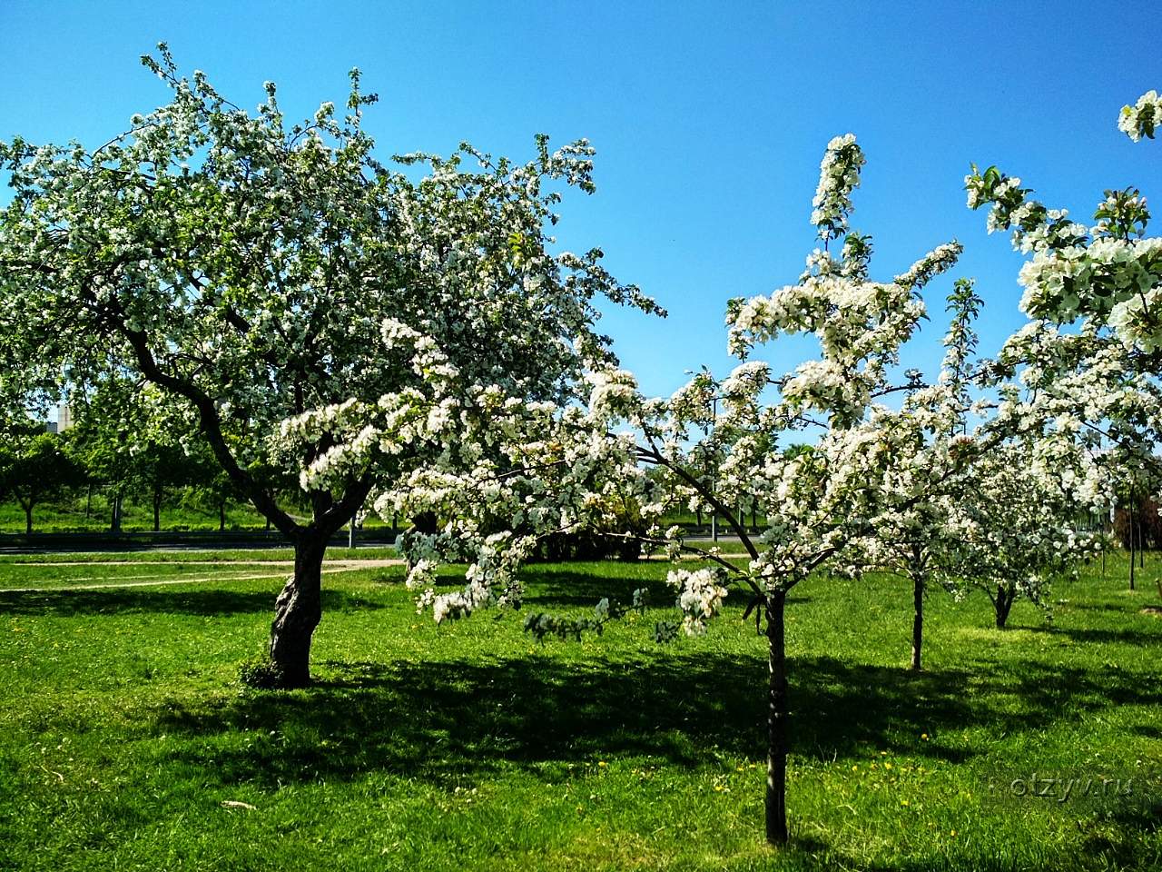 Яблоневый сад парк