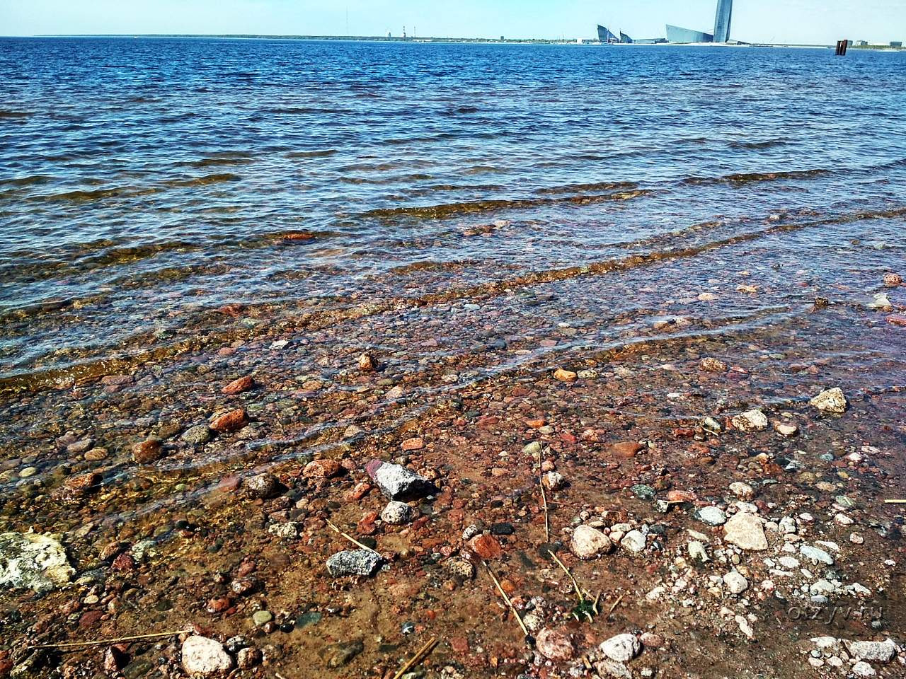 Финский залив соленая вода. Каменный пляж финский залив Питер. Галофиты финского залива. Пляжи с Галькой финский залив. Галечный берег на финском заливе.