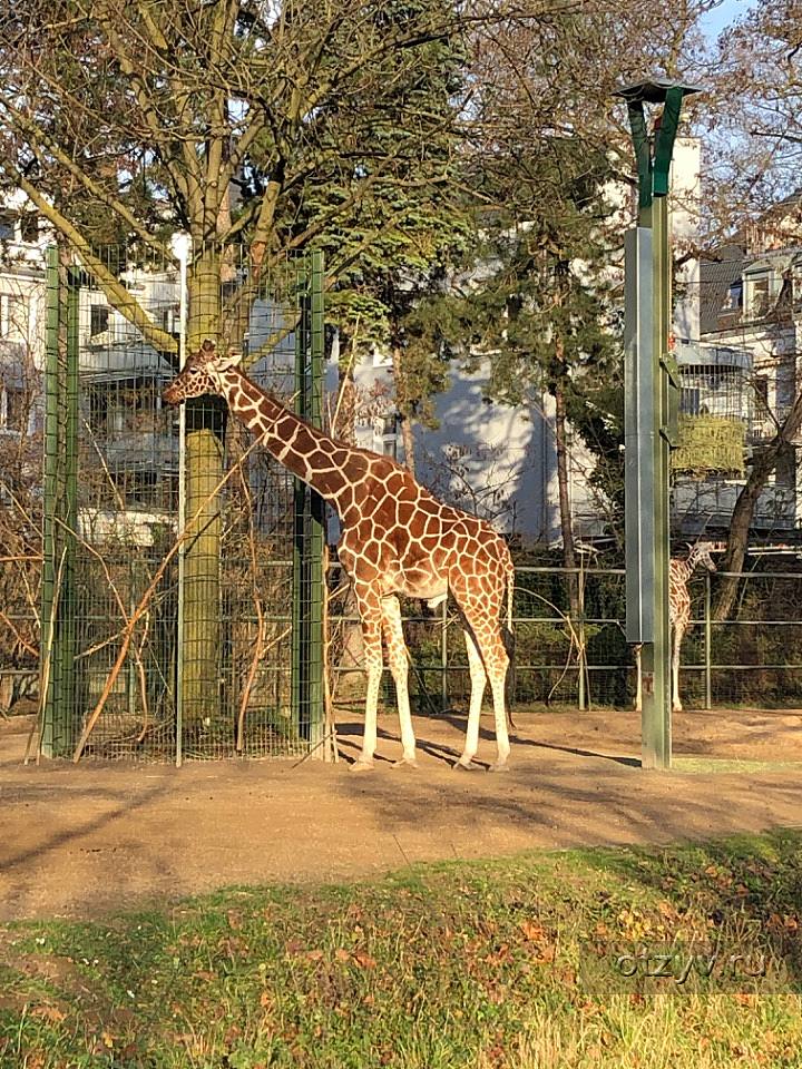 Кельнский зоопарк фото