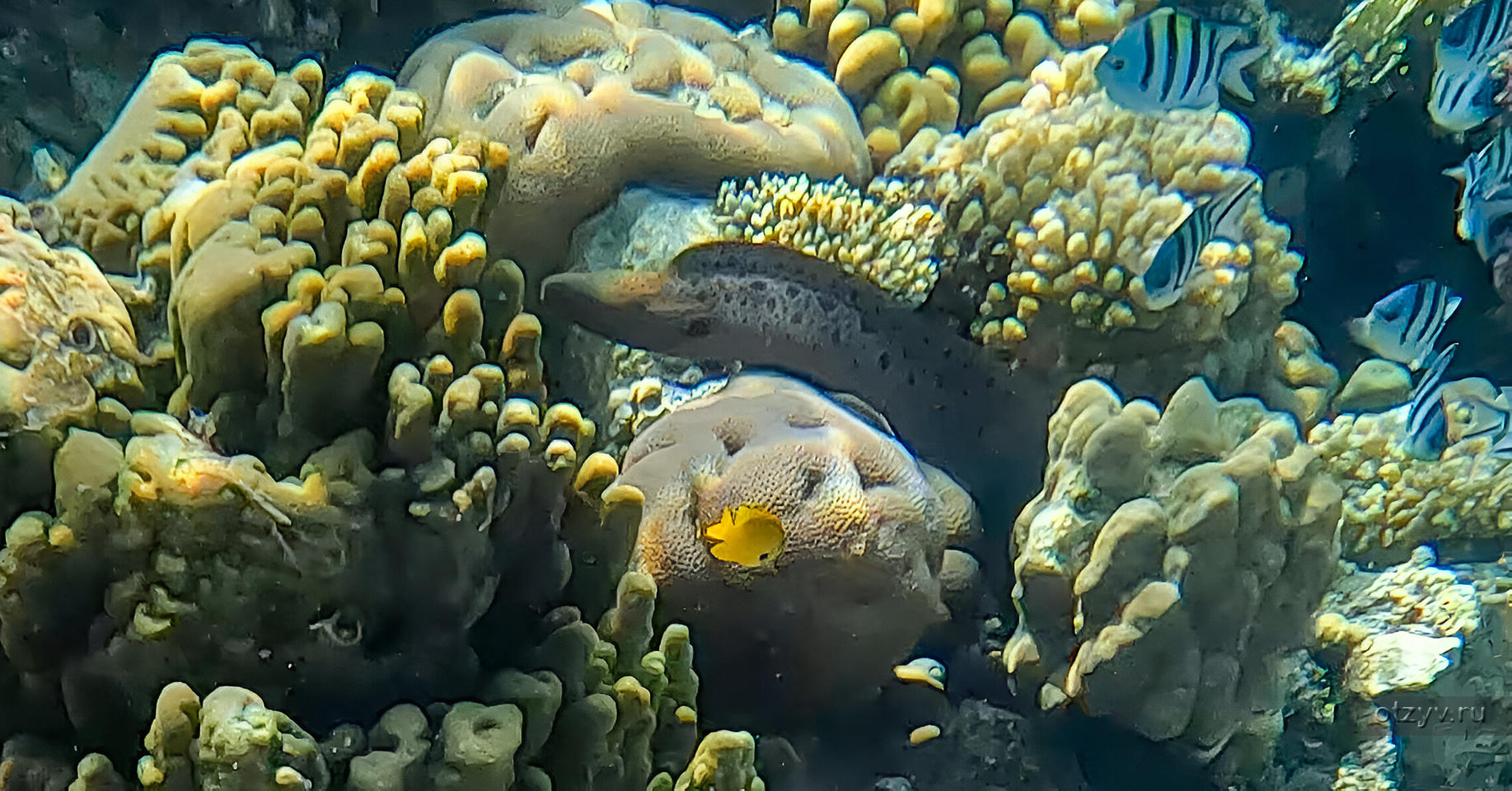 Caribbean world resort soma bay. Шарм-эль-шейх рихос. Египет шарм-эль-шейх. Dive in resort 4 шарм-эль-шейх. Лучшие отели шарм эль шейха.