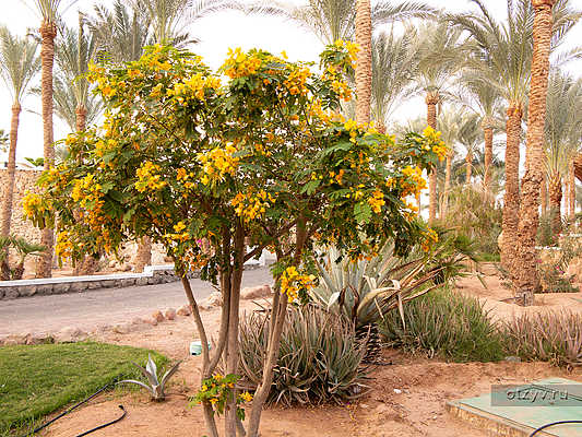 туристы шарм эль шейх сейчас. шарм-эль-шейх туристы. туристы шарм эль шейх сейчас. шарм-эль-шейх амваж оуэн резорт египет. туристы шарм эль шейх сейчас.