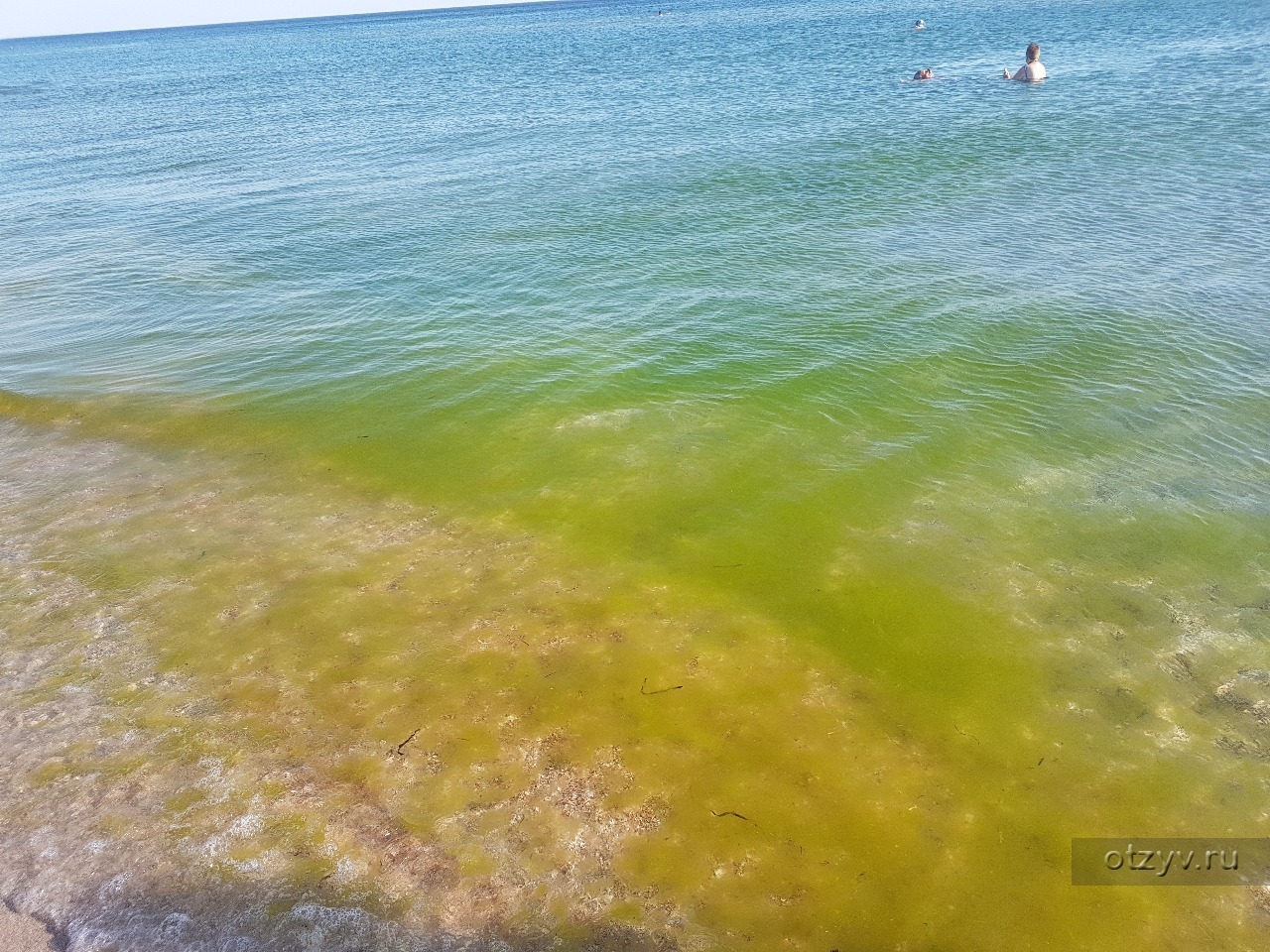 Море цветет. Витязево море цветет. Витязево Тина в море. Черное море цветет Анапа. Цветение моря в Витязево.