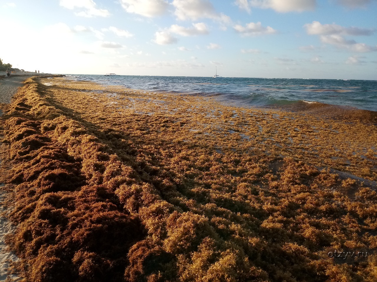 камка морская. водоросли на берегу. цветение водорослей в анапе. саргассы в мексике. водоросли на берегу моря.
