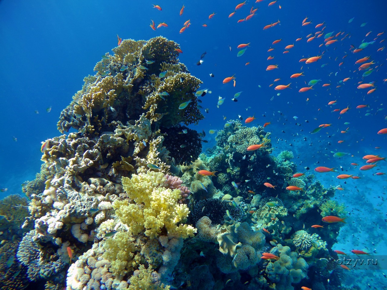 Коралловый риф в бухте Наама