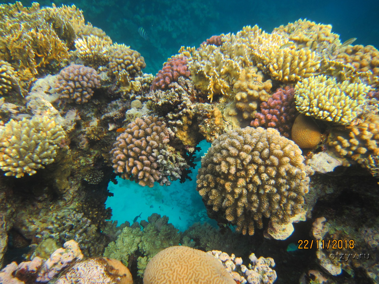 Отели шарма с коралловым рифом. Коралловый риф в Шарм Эль Шейхе. Кораллы Шарм Эш Шейх. Кораллы в Шарм Эль Шейхе. Рыбы рифов Шарм Эль шейха.