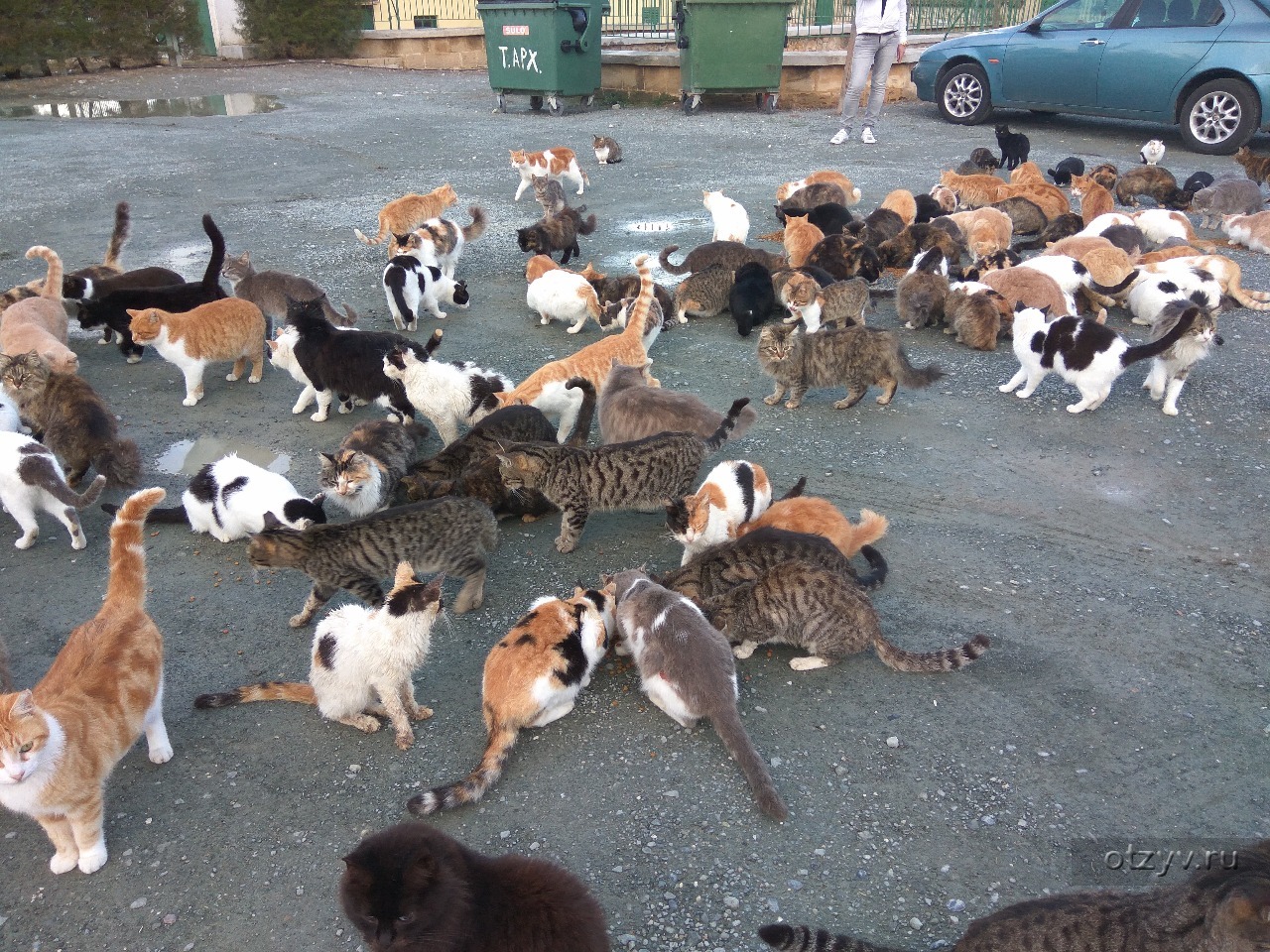 Много котов